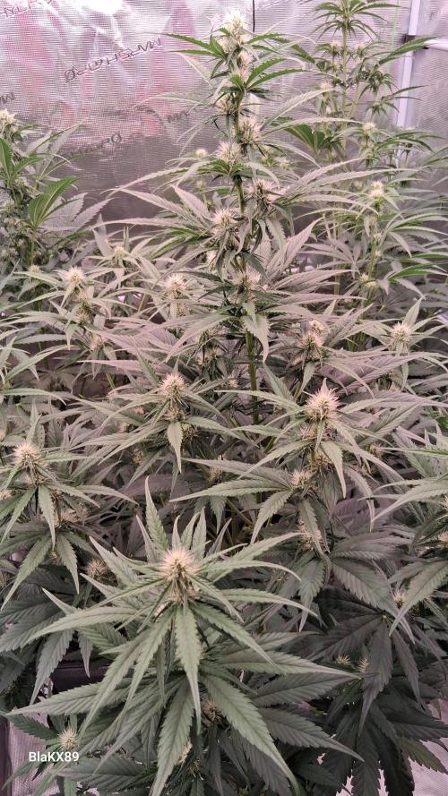 Guava Runtz Auto - Champion Line 🏆. Week 5
