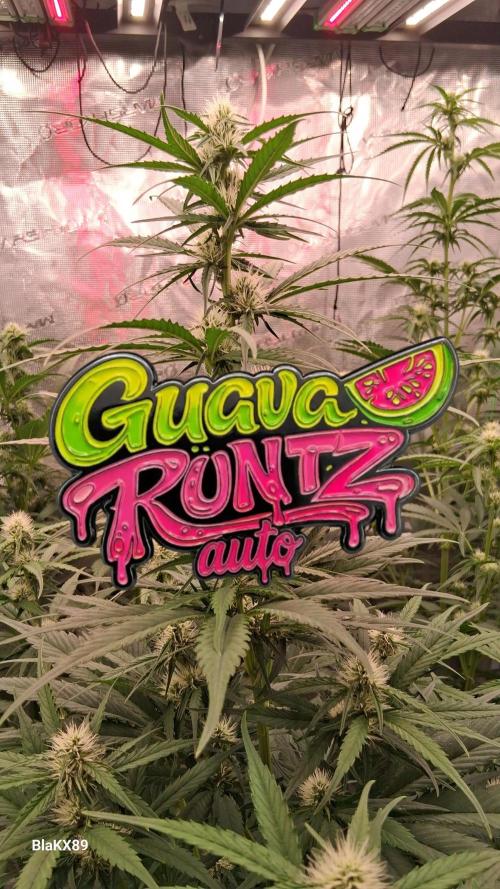 Guava Runtz Auto - Champion Line 🏆. Week 5