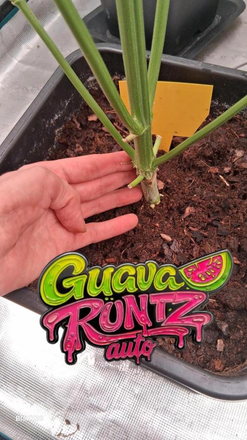 Guava Runtz Auto - Champion Line 🏆. Week 5