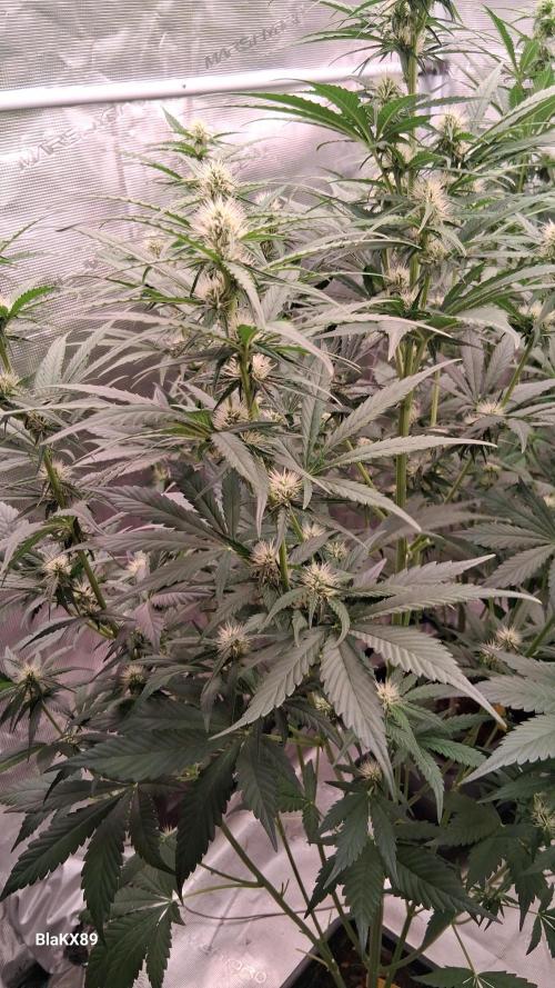 Guava Runtz Auto - Champion Line 🏆. Week 5
