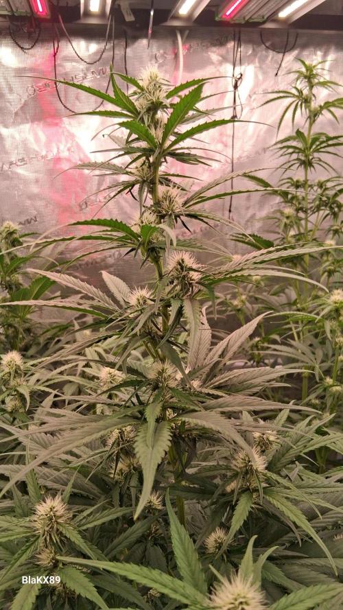 Guava Runtz Auto - Champion Line 🏆. Week 5