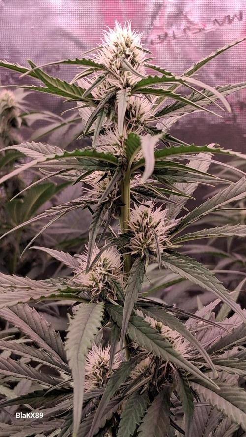 Guava Runtz Auto - Champion Line 🏆. Week 5
