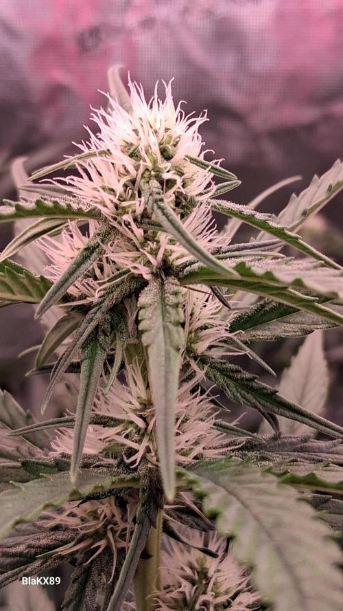 Guava Runtz Auto - Champion Line 🏆. Week 5