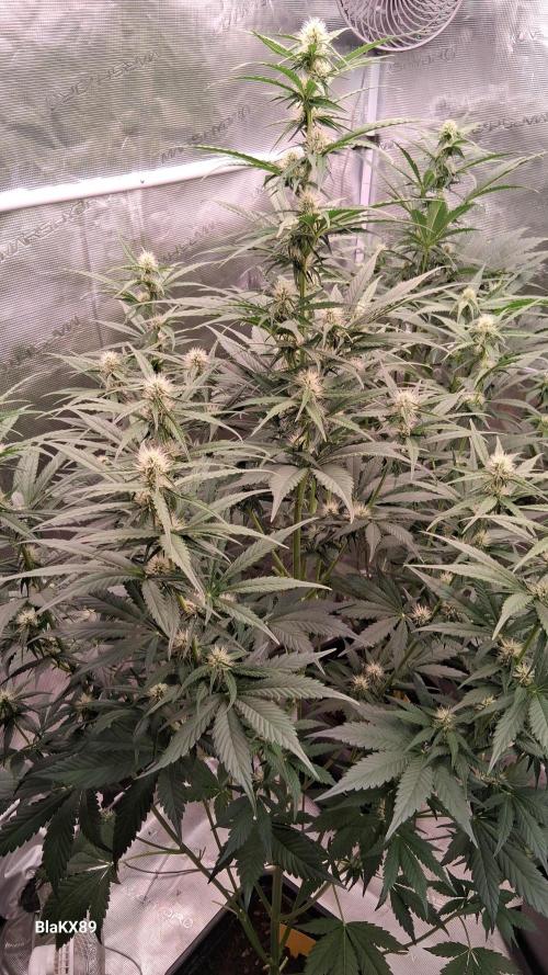 Guava Runtz Auto - Champion Line 🏆. Week 5