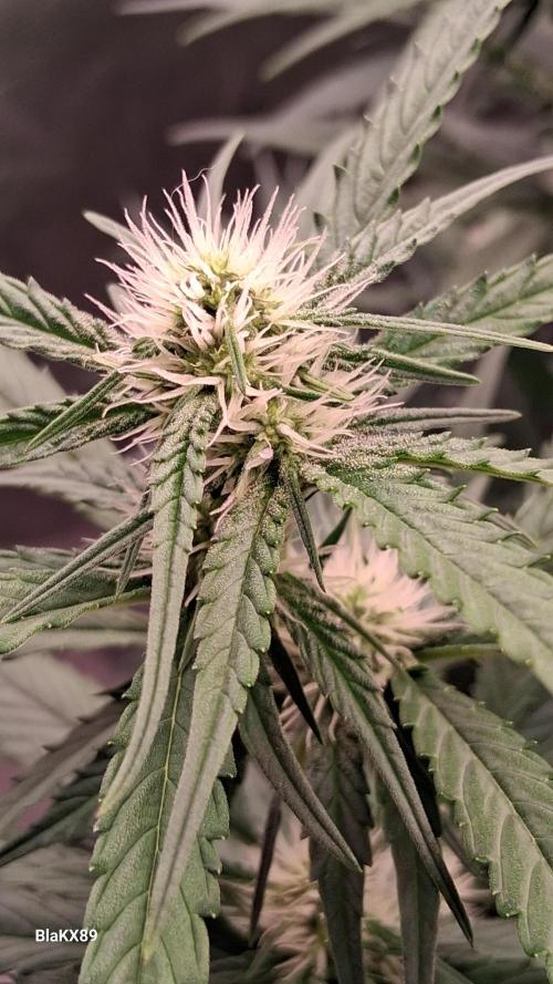 Guava Runtz Auto - Champion Line 🏆. Week 5