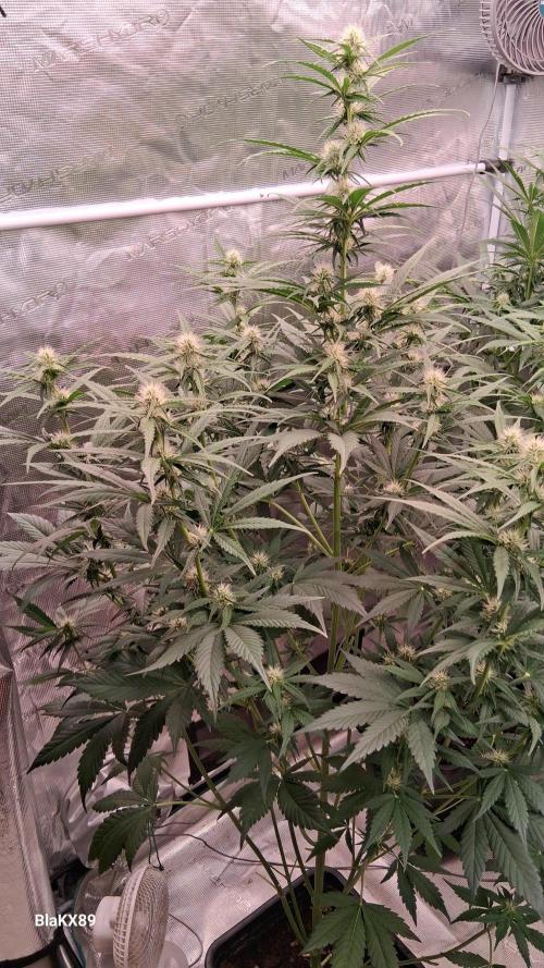 Guava Runtz Auto - Champion Line 🏆. Week 5