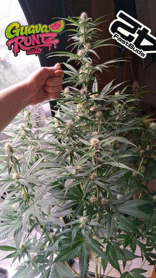 Guava Runtz Auto - Champion Line 🏆. Week 5