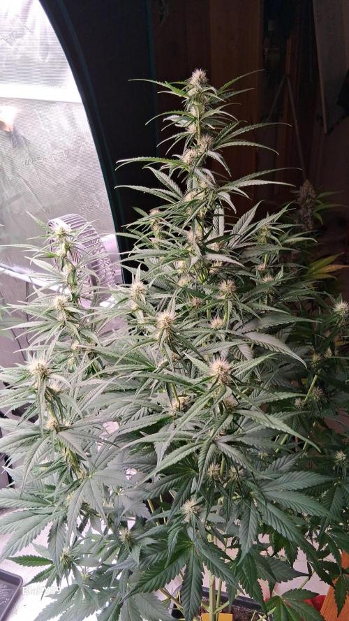 Guava Runtz Auto - Champion Line 🏆. Week 5