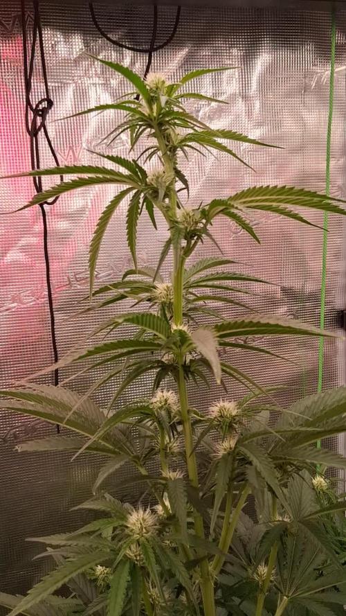 Mendo Frost Auto ❄️ 🏆
