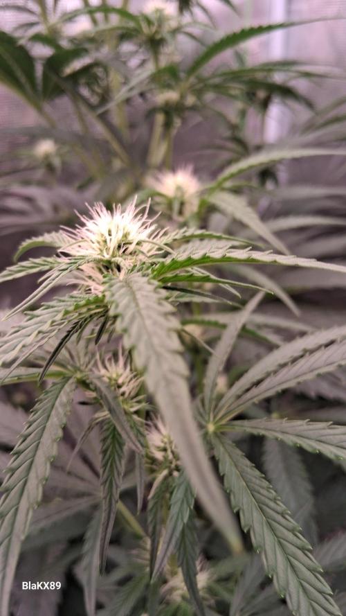 Mendo Frost Auto ❄️ 🏆. Week 5