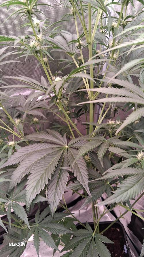 Mendo Frost Auto ❄️ 🏆. Week 5