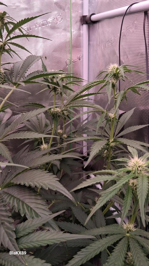 Mendo Frost Auto ❄️ 🏆. Week 5