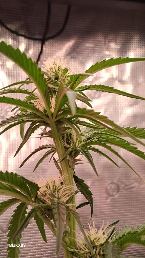 Mendo Frost Auto ❄️ 🏆. Week 5