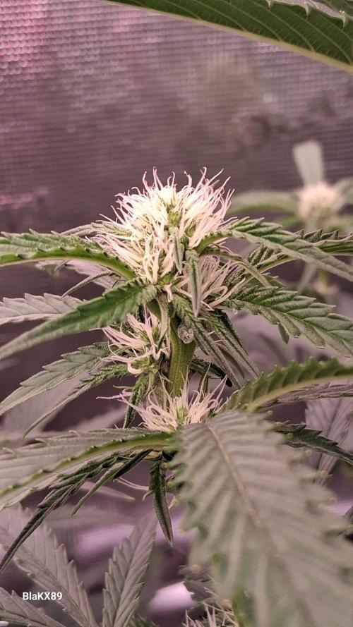 Mendo Frost Auto ❄️ 🏆. Week 5