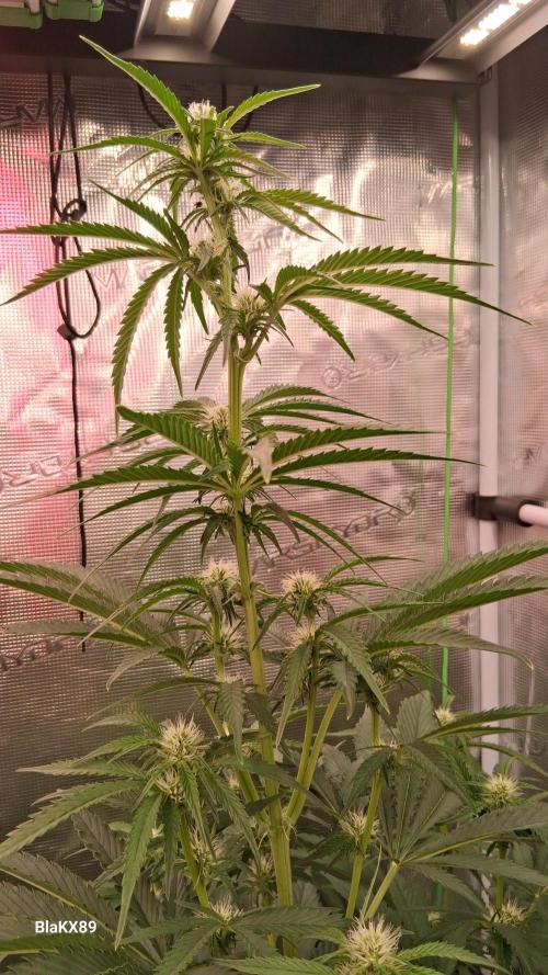 Mendo Frost Auto ❄️ 🏆. Week 5