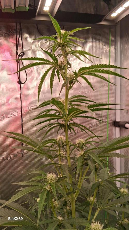 Mendo Frost Auto ❄️ 🏆. Week 5