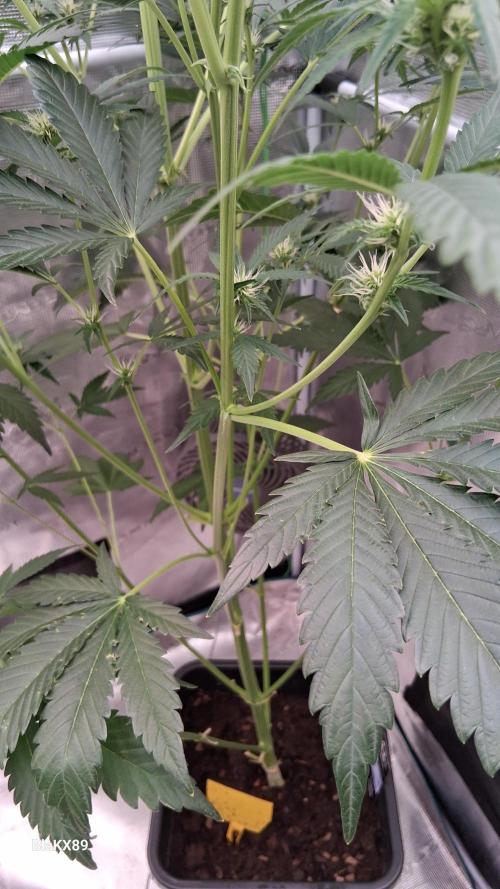 Mendo Frost Auto ❄️ 🏆. Week 5