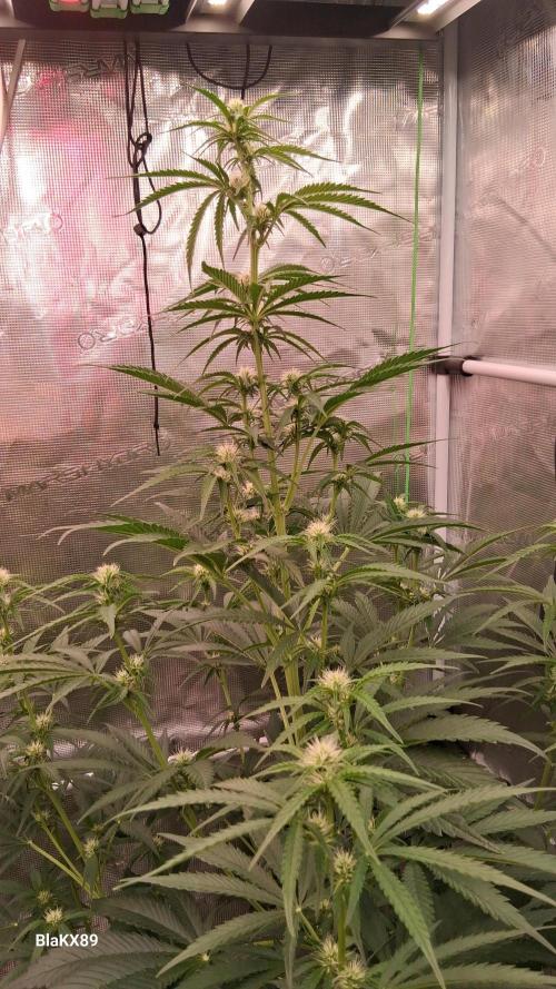 Mendo Frost Auto ❄️ 🏆. Week 5