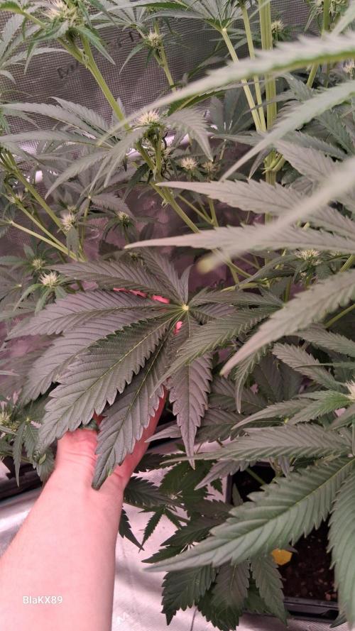 Mendo Frost Auto ❄️ 🏆. Week 5