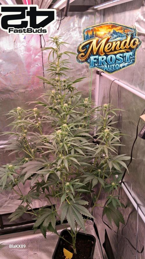 Mendo Frost Auto ❄️ 🏆. Week 5