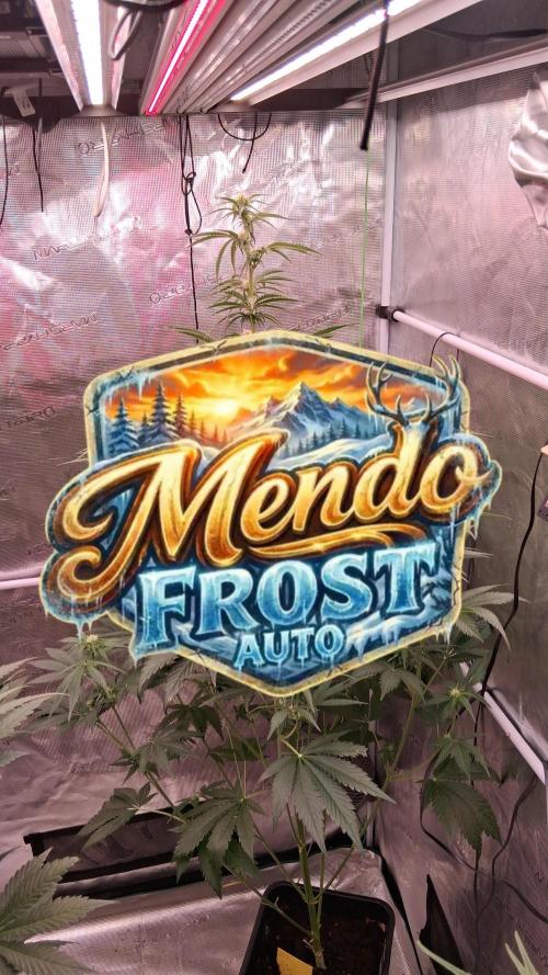 Mendo Frost Auto ❄️ 🏆. Week 5