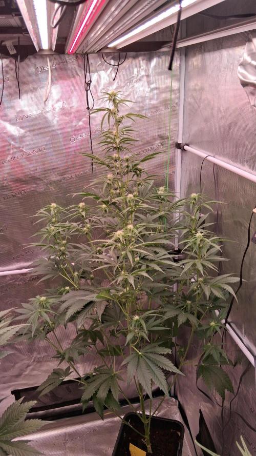 Mendo Frost Auto. Week 5