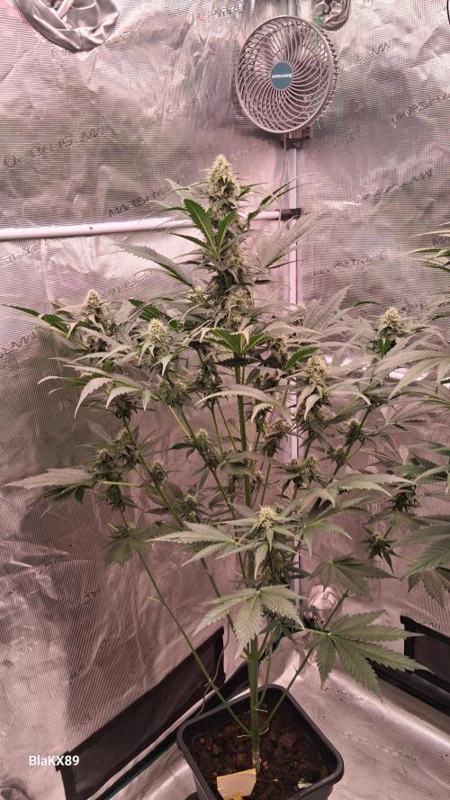 Banana Purple Auto | Paradise Seeds. Week 6