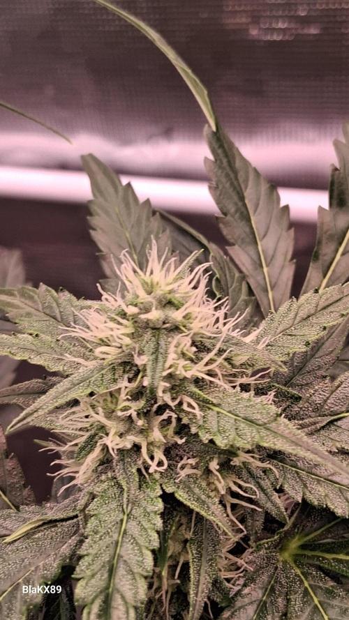 Banana Purple Auto | Paradise Seeds. Week 6