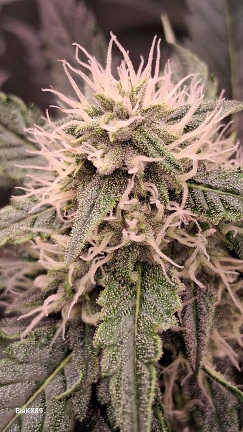 Banana Purple Auto | Paradise Seeds. Week 6