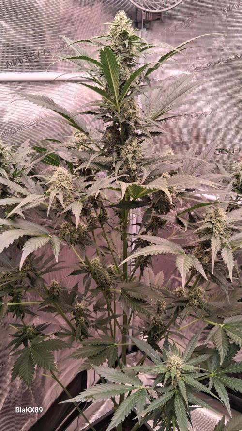 Banana Purple Auto | Paradise Seeds. Week 6