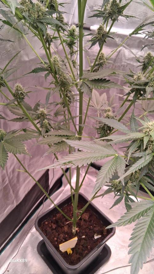 Banana Purple Auto | Paradise Seeds. Week 6