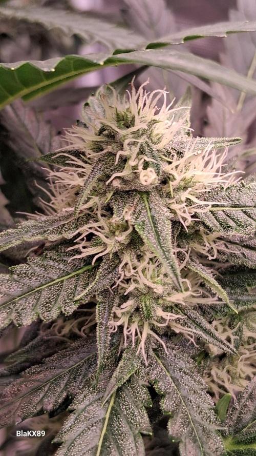 Banana Purple Auto | Paradise Seeds. Week 6