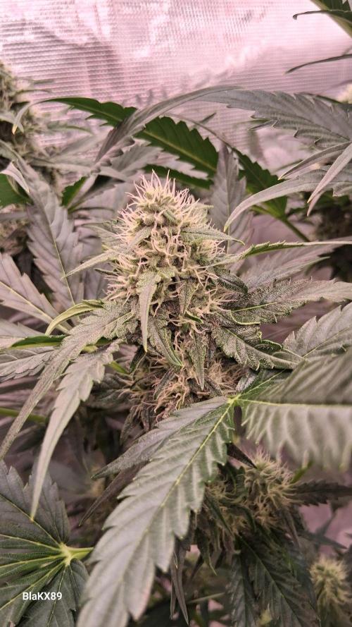 Banana Purple Auto | Paradise Seeds. Week 6