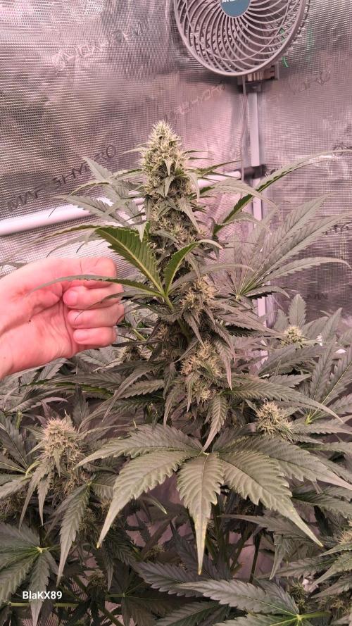 Banana Purple Auto | Paradise Seeds. Week 6