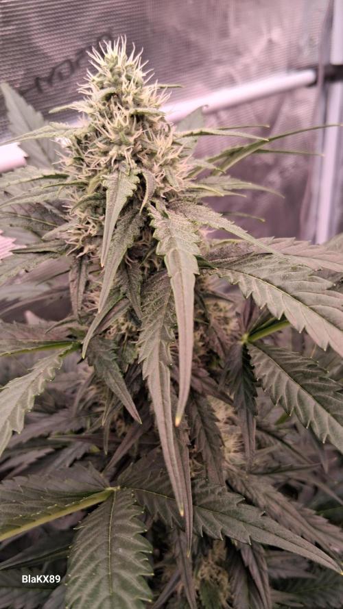 Banana Purple Auto | Paradise Seeds. Week 6