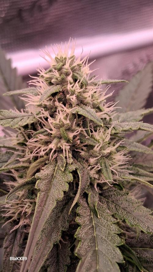 Banana Purple Auto | Paradise Seeds. Week 6