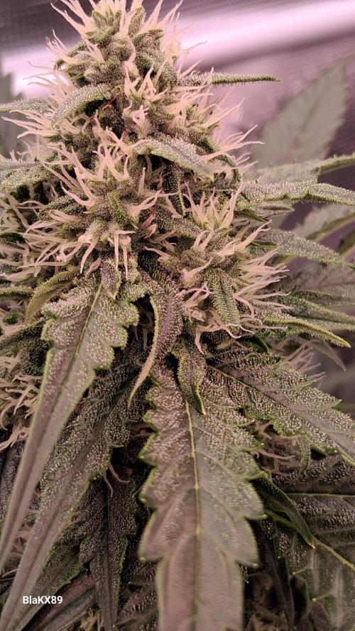 Banana Purple Auto | Paradise Seeds. Week 6