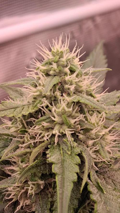 Banana Purple Auto | Paradise Seeds