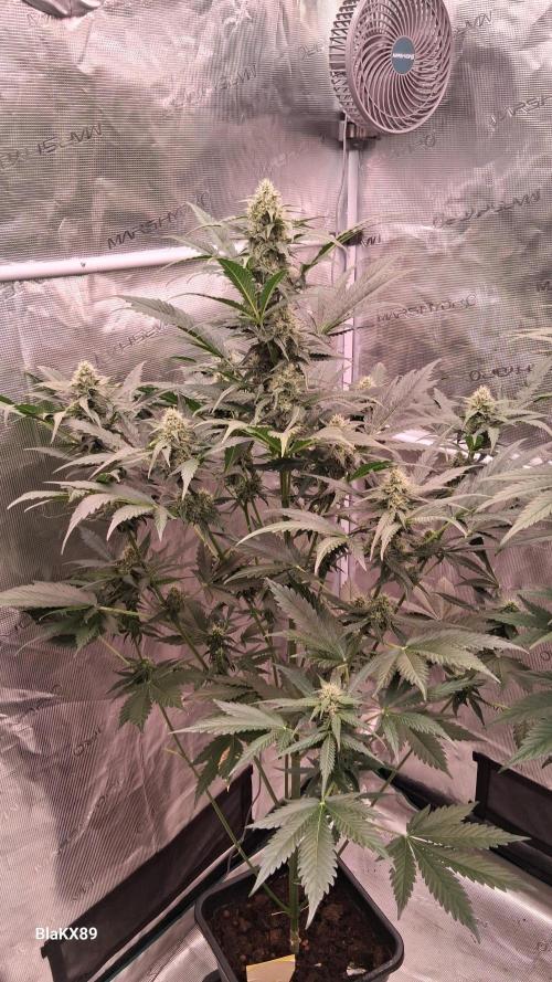 Banana Purple Auto. Week 6