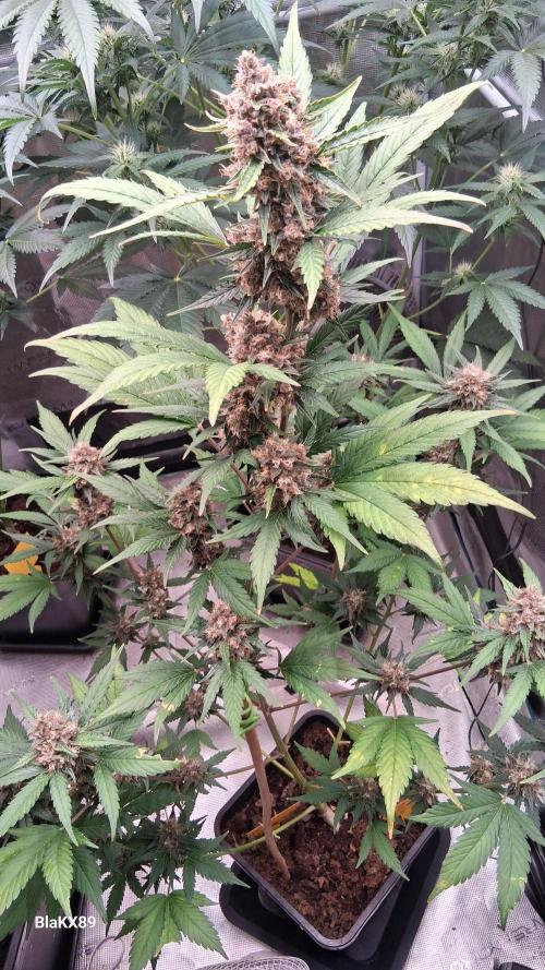 Auto | Namis Orangen von V-Buds mit EPN. Week 7