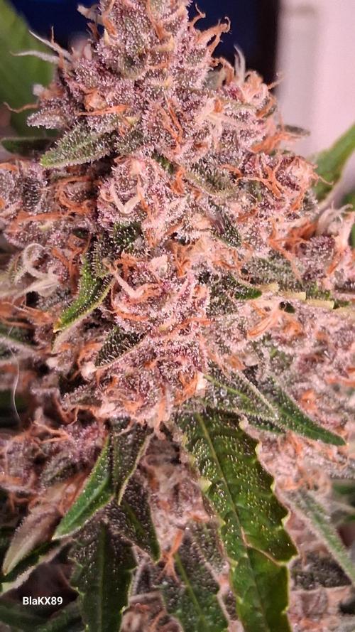 Auto | Namis Orangen von V-Buds mit EPN. Week 7