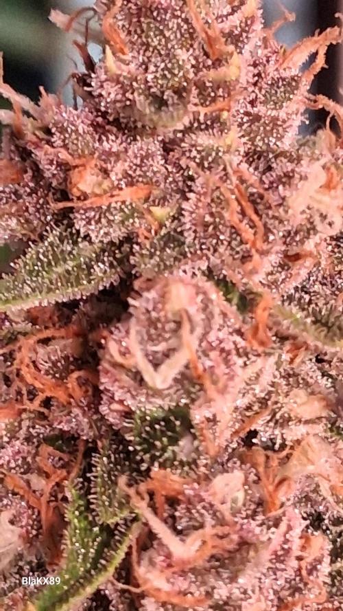 Auto | Namis Orangen von V-Buds mit EPN. Week 7