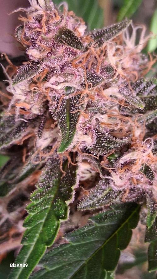 Auto | Namis Orangen von V-Buds mit EPN. Week 7