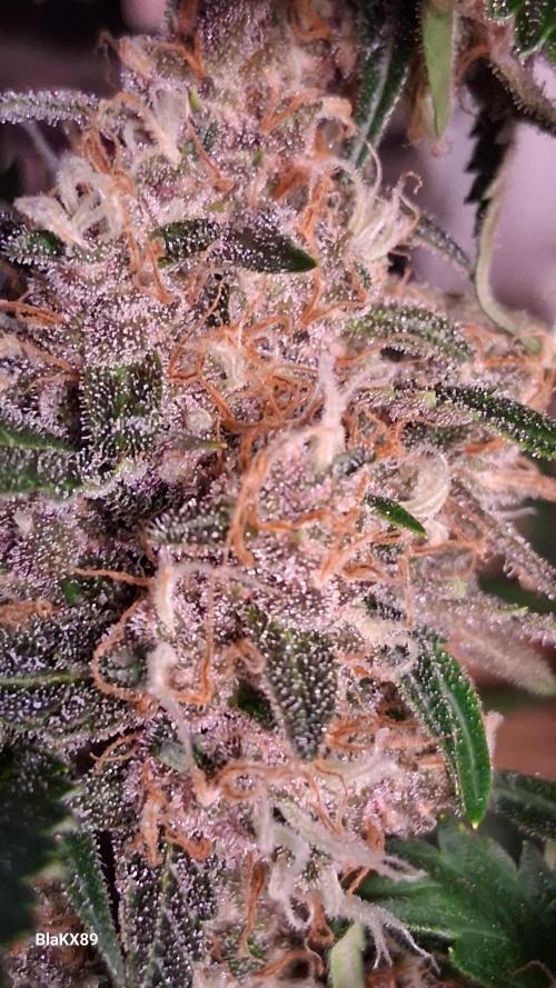 Auto | Namis Orangen von V-Buds mit EPN. Week 7