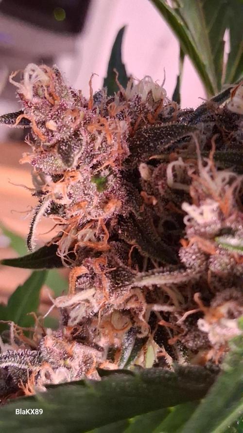 Auto | Namis Orangen von V-Buds mit EPN. Week 7
