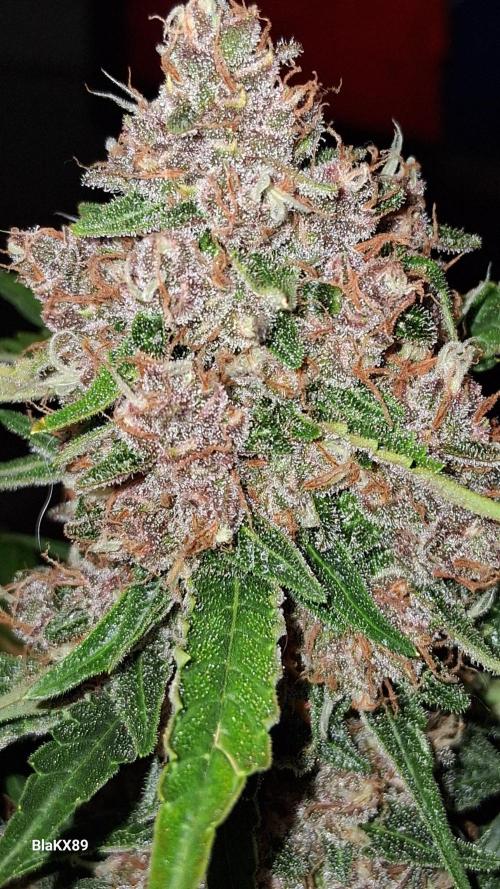 Auto | Namis Orangen von V-Buds mit EPN. Week 7