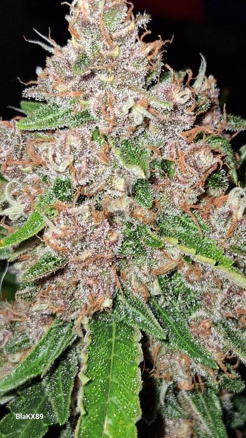 Auto | Namis Orangen von V-Buds mit EPN. Week 7