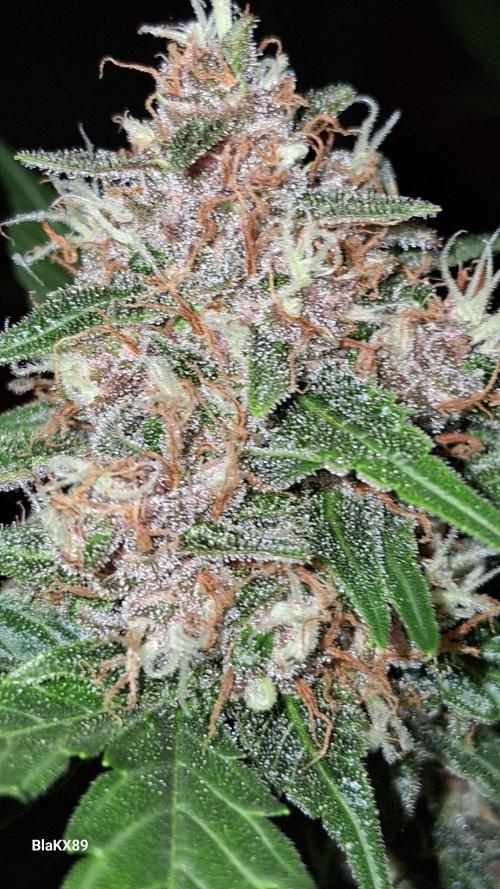 Auto | Namis Orangen von V-Buds mit EPN. Week 7