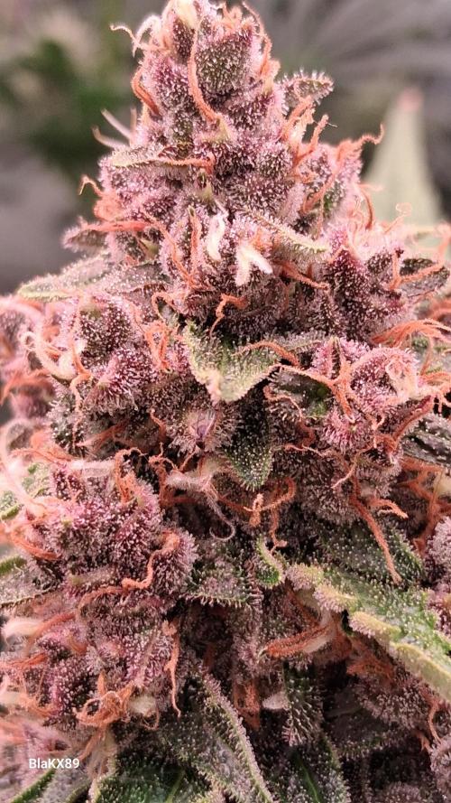 Auto | Namis Orangen von V-Buds mit EPN. Week 7