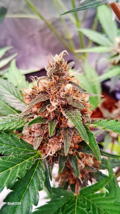 Auto | Namis Orangen von V-Buds mit EPN. Week 7